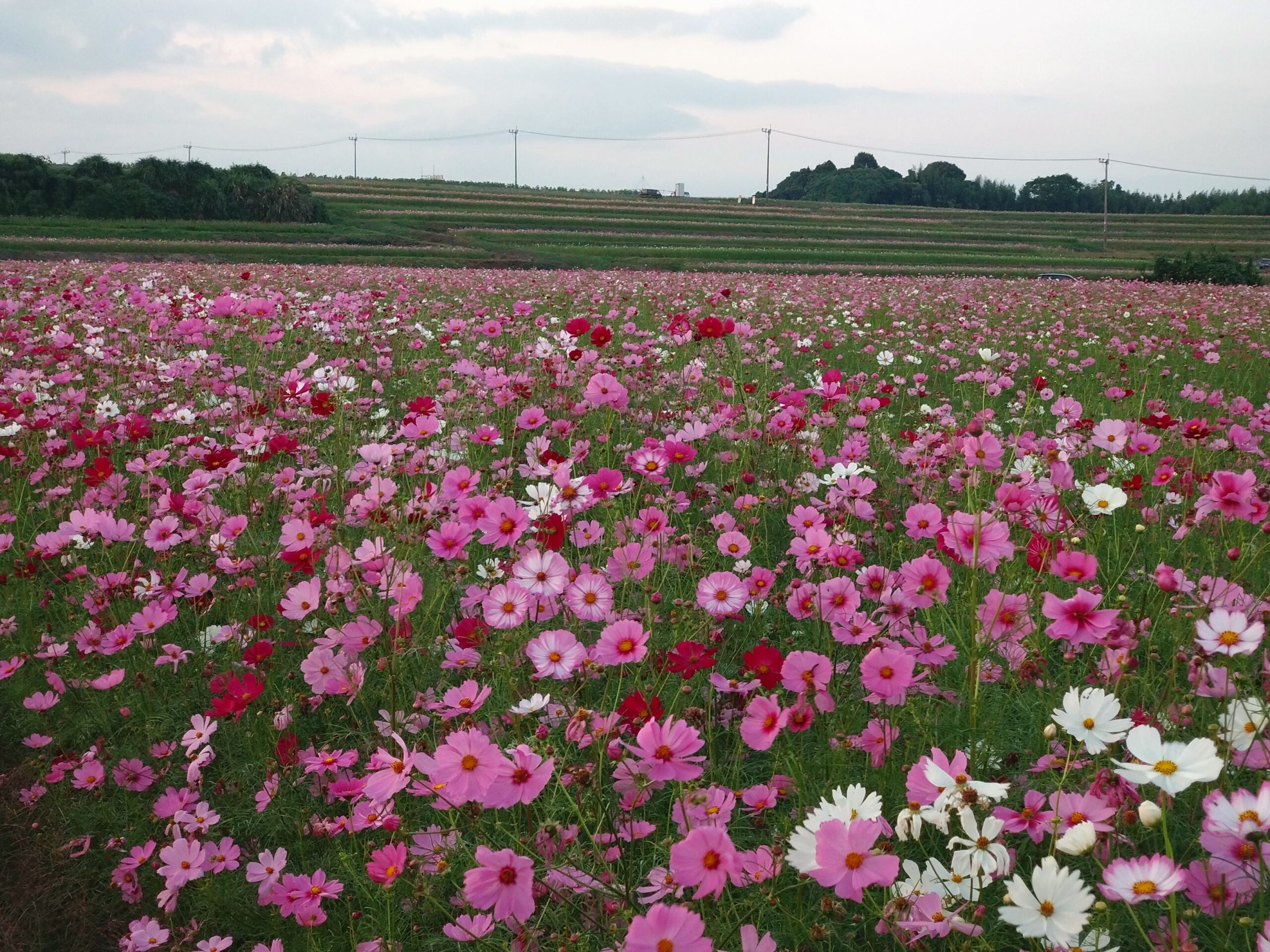 三光コスモス園